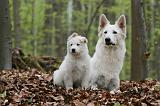 BERGER BLANC SUISSE - ADULTS ET PUPPIES 040